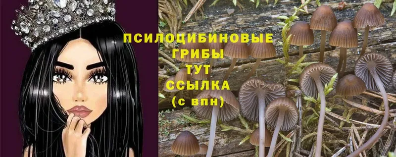 Галлюциногенные грибы Cubensis  Билибино 